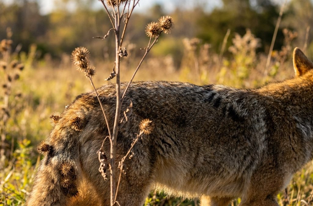 A sixth grade science lesson on how plants and animals reproduce
