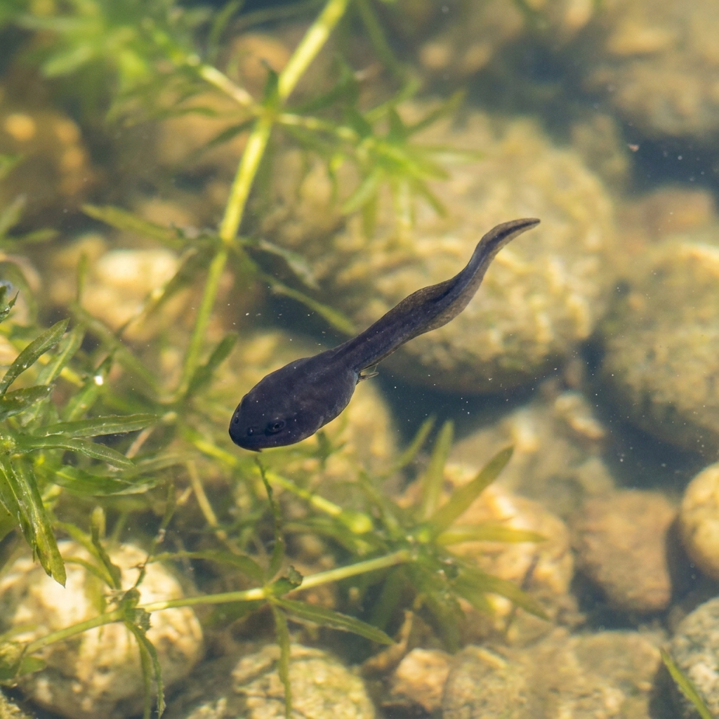 The word tadpole is a domain-specific word. It means a baby frog that lives in water. We know this because the text says.